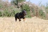 BEAUCERON 193